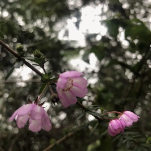Flowers at BWH