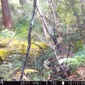 Swamp Wallaby BWH