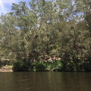 Turrumburra River (Lane Cove River)