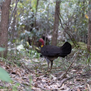 Brush Turkey