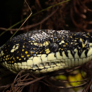 Diamond Python at BWH