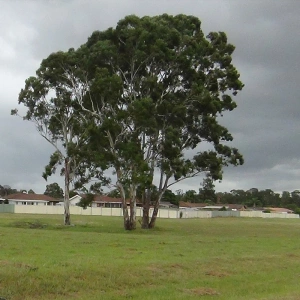 Tree at BNI
