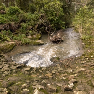 Brown's Waterhole Stream