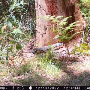 Goanna Walking