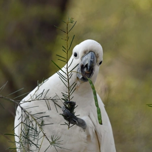 Some bird interactions at Brown's Waterhole