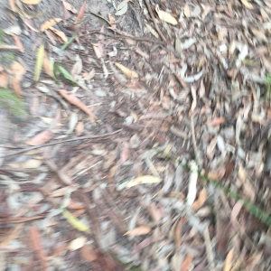 Leaf Litter Swirl