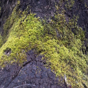 Tree Moss