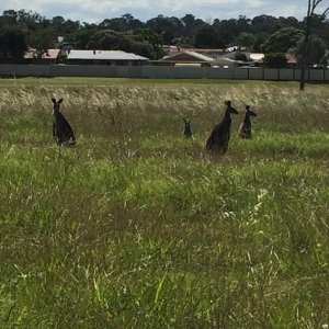 Some locals at the BNI